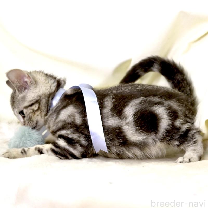 販売中の栃木県のマンチカン-127031の12枚目